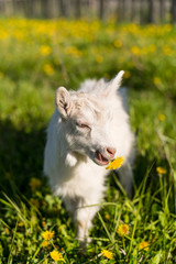 Obraz premium portrait of a small kid who eats grass in a flower field in spring