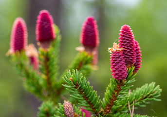 Rare coniferous plants. Blooming tree Spruce Acrocona (Picea abies Acrocona), the cones look like a pink rose. Soft needles of pale green colour.