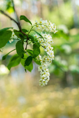 Bird cherry flowers in sunny day, close-up