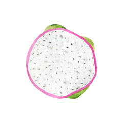 Watercolor summer pink dragon fruit. Hand painted realistic exotic fresh isolated on white background perfect for print, card making, menu design.
