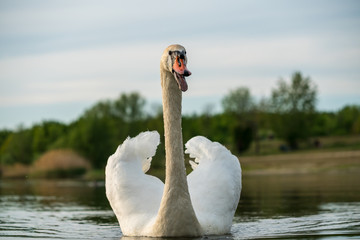 Beautiful white swan on a lake