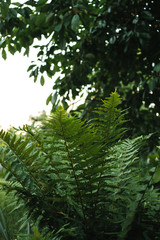 Fern in the garden at the cottage with blurry background