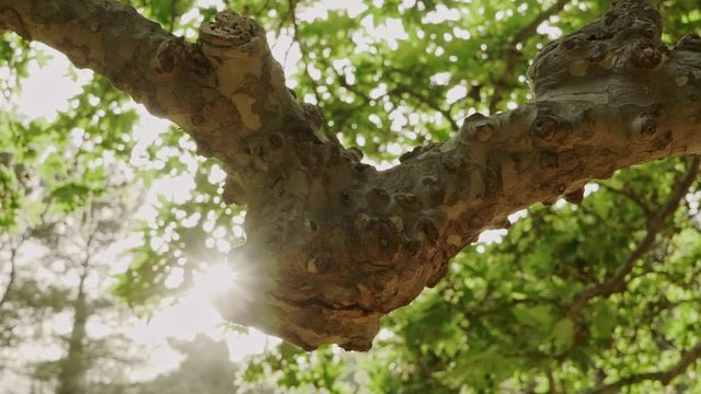 Footage from Parnitha forest, located near Athens, capital of Greece on spring, sunny day. Medium shot of big branch of plane tree, Platanus, pulsating from the wind