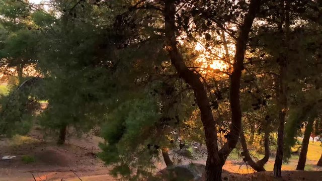 Slow motion shot moving from left to right of the golden hour sun peaking through pine trees.