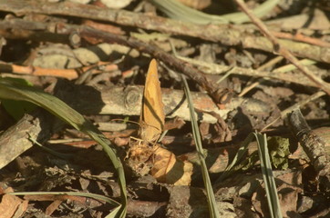 nature is resting from people