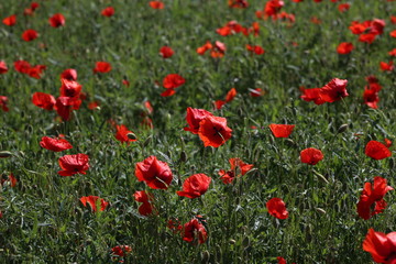 View of poppy filed in summer countryside