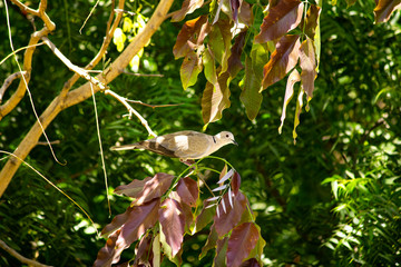 Dove on a tree