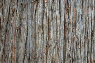 close up photo of brown and gray tree bark, natural backgrounds.