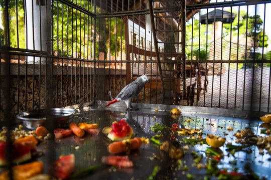 Caged African Grey Parrot