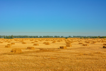hay-roll on meadow against blue sky background