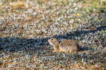 Ein junges Ziesel am Trockenrasen.