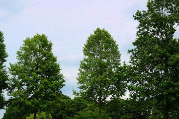 新緑　爽やか　空　風景　栃木