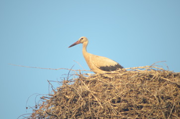 nature is resting from people