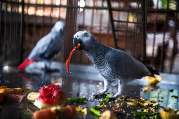 Caged African Grey Parrot