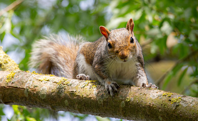 squirrel in a tree