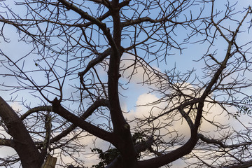 Afrikanischer Baum mit blauem Himmel Silhouette