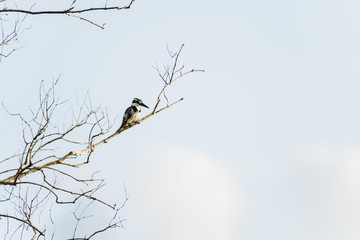 schwarz-weißer Vogel auf einem dürren Ast