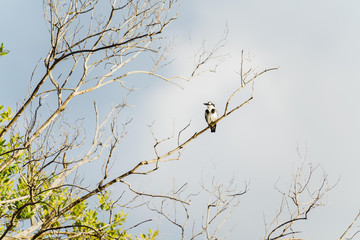 schwarz-weißer Vogel auf einem dürren Ast