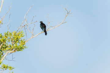 schwarz-blauer Vogel auf einem Ast