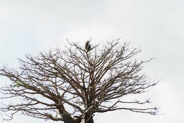 Affe in einer Baumkrone in Afrika