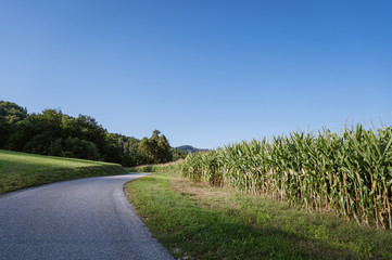 Fototapeta na wymiar Beautiful summer nature with corn field