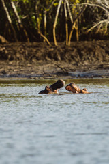 Flusspferd im Wasser das Maul weit offen