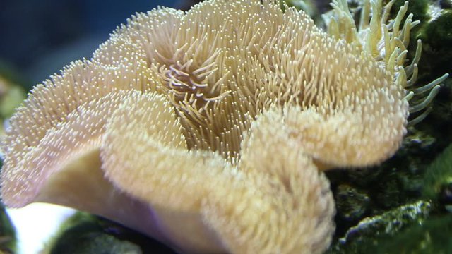 Sea Reef - yellow giant carpet sea anemone stichodactyla gigantea