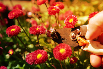 Cutting,  dead heading, Bellis Perennis Rose Red Double Daisy with secateurs © Christian