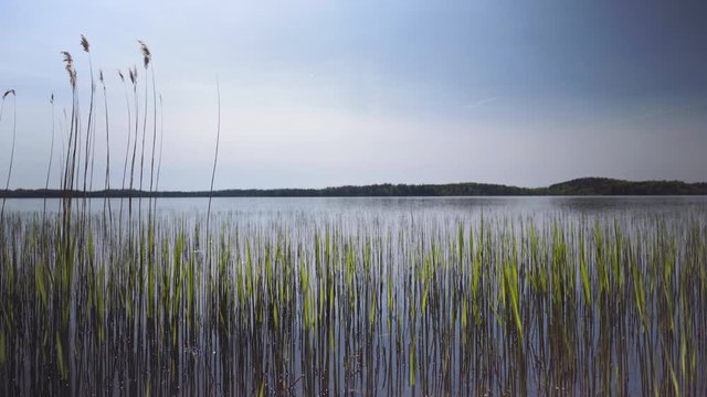Young reed with dark lines grows in a lake in spring. Stripes with green leaves create a rhythm against the background of clear water Latvia