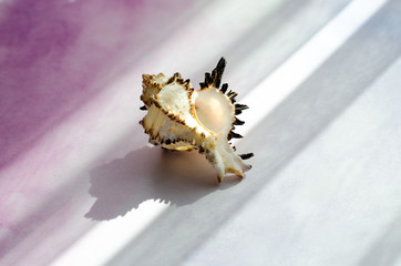 pencil shavings on white background