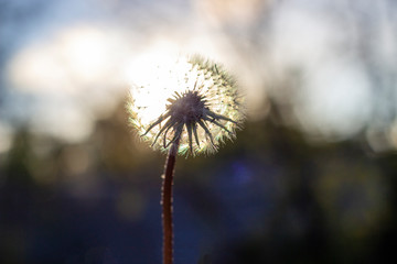 Dandelion flower and flying seeds on wind...