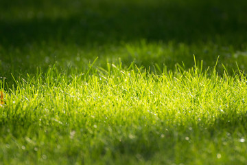 Green grass on sunset light