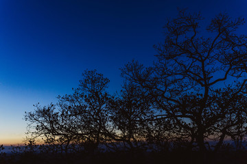 Fototapeta na wymiar Blaue Stunde in Afrika mit Baum