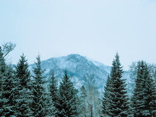 tops of conifers on a background of snow-white mountains, copy space for text, copy space