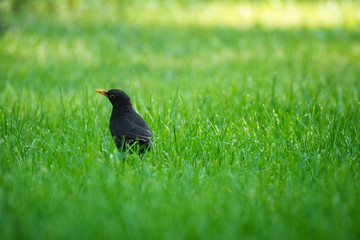 Common blackbird on the grass in morning light