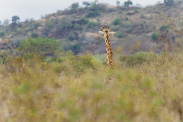 Giraffe von hinten in afrikanischer Savanne