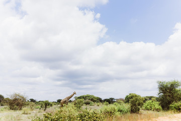 Naklejka premium Giraffe in afrikanischer Savanne