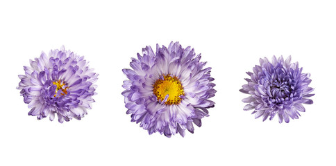 Set of purple aster flowers
