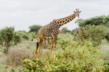 Giraffe in afrikanischer Savanne