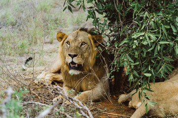 Löwe in afrikanischer Savanne