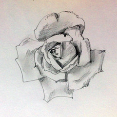 Pencil drawing hand background . Single exotic  rose flower .Floral pattern