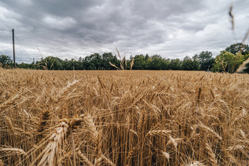 Shot of golden barley field. Wheat field or barley farming. Rye of barley plants harvest and agriculture background.