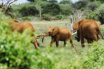 Elefantenfamilie in afrikanischer Savanne