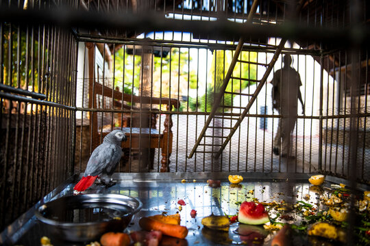 Caged African Grey Parrot