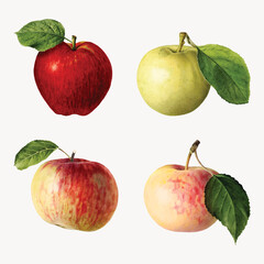 Hand drawn fresh apples vector