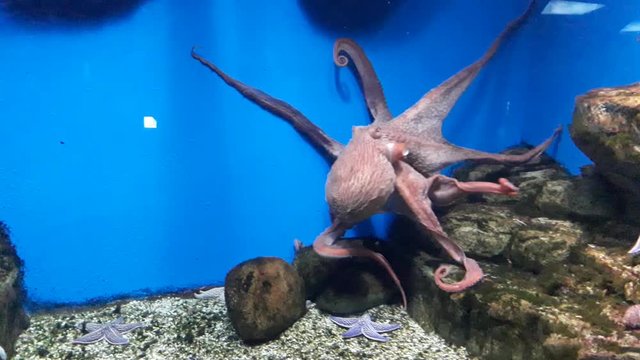 Red octopus swims in an aquarium on a blue background.