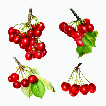 Hand drawn natural fresh red cherry on gray background vector