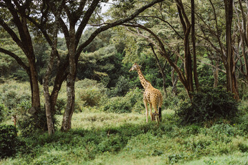 Naklejka na ściany i meble Giraffe im grünen Afrika, Kenia