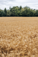 Shot of golden barley field. Wheat field or barley farming. Rye of barley plants harvest and agriculture background.