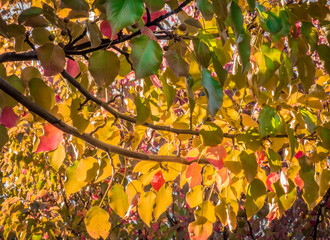 Colorful Autumn leaves